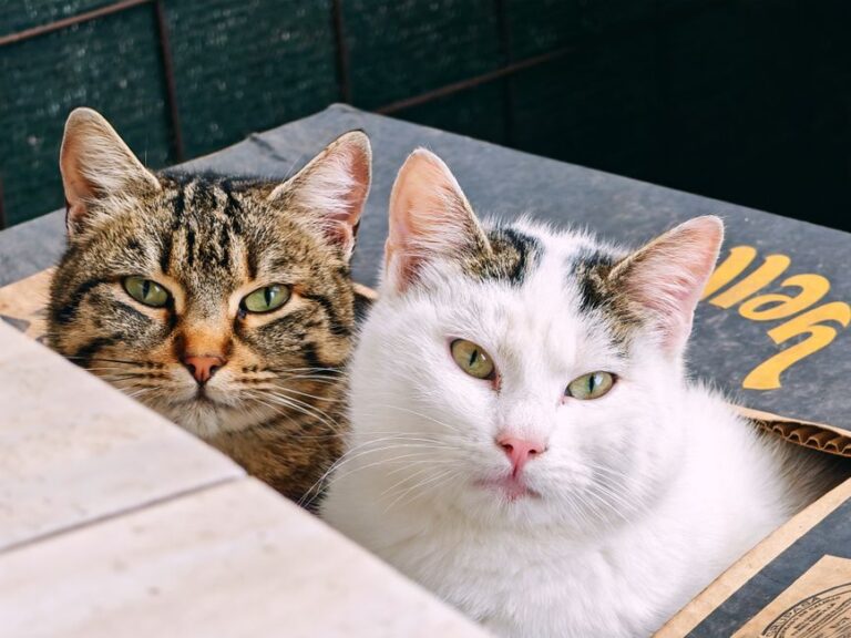 Tips Pemeriksaan Pasir Kucing untuk Mengesan Penyakit Awal