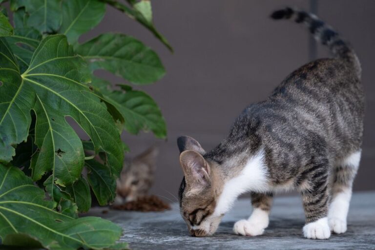 Tips Penting Penggunaan Kucing Baru di Rumah Anda