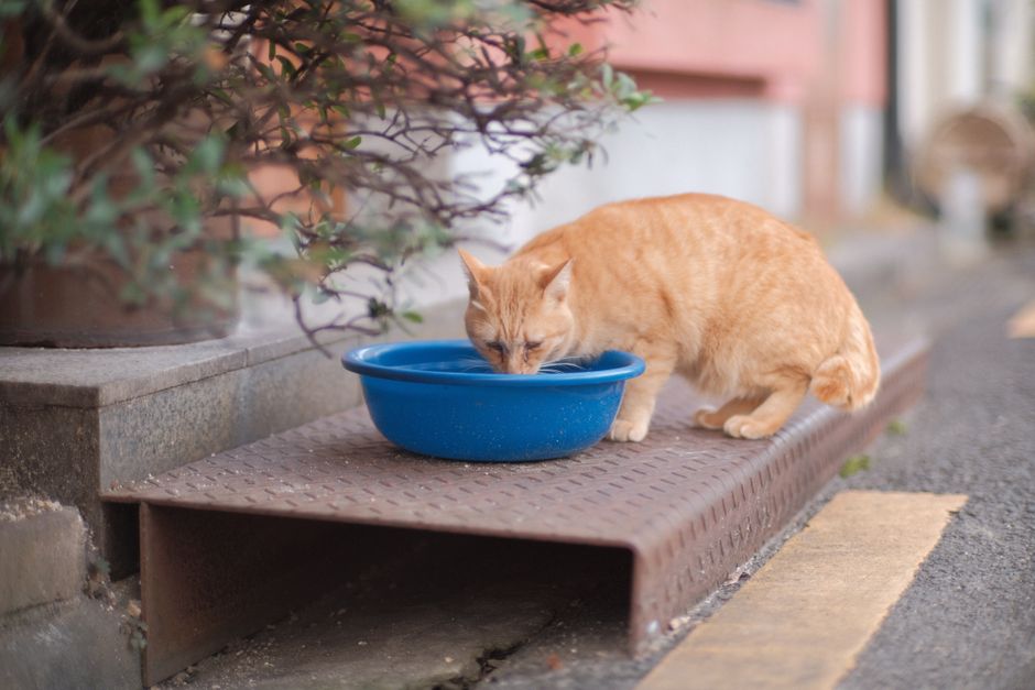 Air Minum Kucing: Panduan Memilih Bekas dan Kekerapan Tukar Air