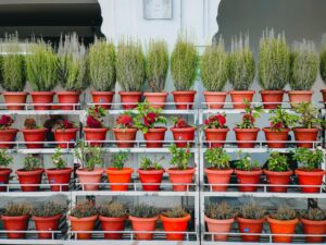 Baja Rak Tanaman: Panduan Praktikal Memilih dan Mengurus Nutrisi Pokok di Ruang Terhad