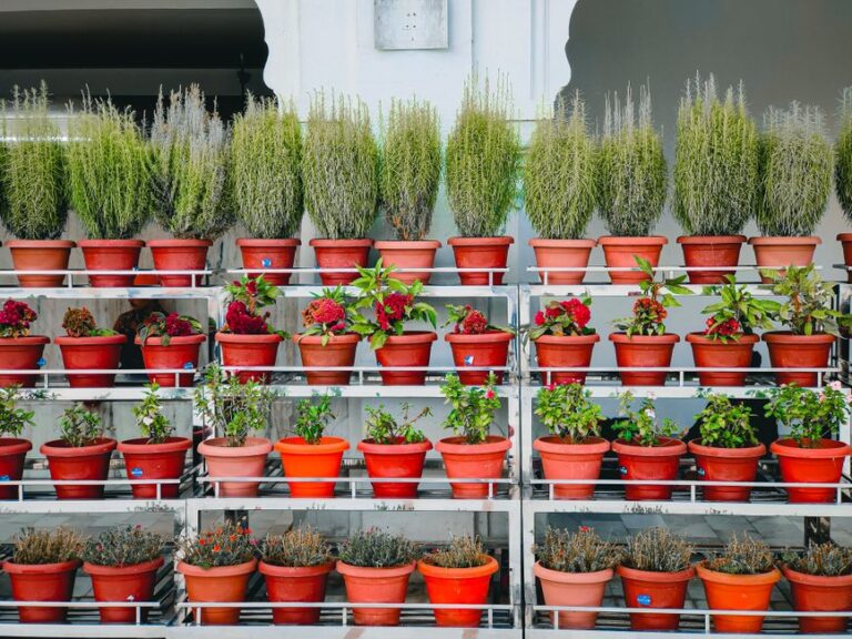 Baja Rak Tanaman: Panduan Praktikal Memilih dan Mengurus Nutrisi Pokok di Ruang Terhad