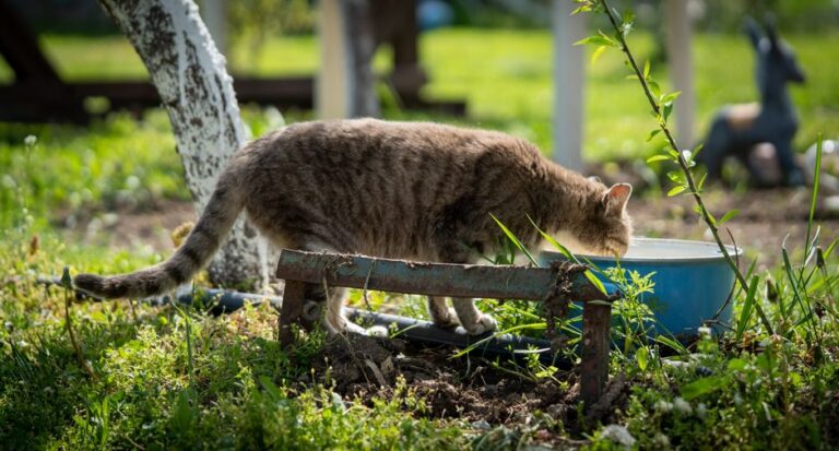 Cara Jimat Guna Air Minum Kucing yang Selamat serta Berbaloi