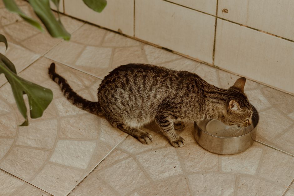 Cara Menggunakan Air Minum Kucing yang Betul supaya Si Bulus Rajin Minum