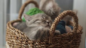 Cara Menggunakan Bulu Kucing untuk Kraf dan Kegunaan Harian dengan Selamat