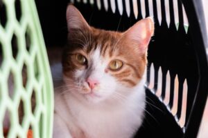 Cara Menggunakan Carrier Kucing dengan Betul dan Kurangkan Stress Haiwan