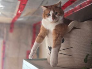 Cara Penyimpanan Carrier Kucing yang Betul untuk Jangka Hayat Panjang