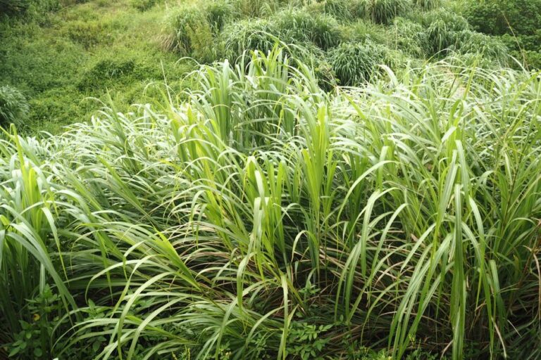 Cara Tanam Pokok Serai di Rumah: Panduan Mudah dan Praktikal