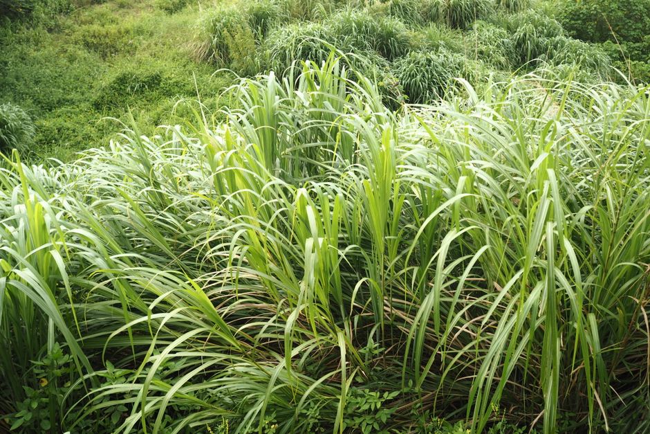 Cara Tanam Pokok Serai di Rumah: Panduan Mudah dan Praktikal