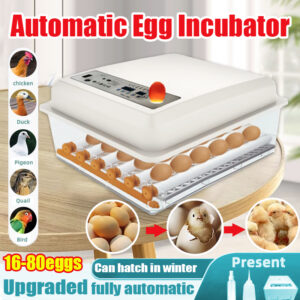 Egg Incubator Automatic Mesin Tetas Telur Ayam Itik: Sesuai untuk Guna Sendiri atau Sains?
