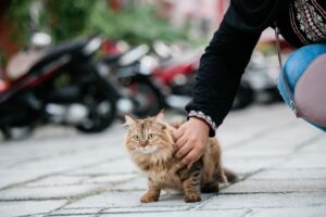 Jadual Penjagaan Carrier Kucing untuk Kebersihan dan Keselesaan