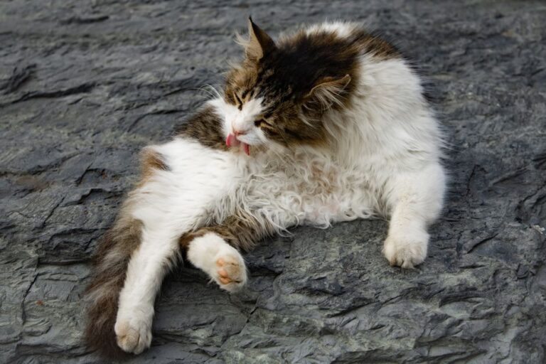 Kelebihan dan Risiko Bulu Kucing yang Perlu Anda Tahu sebelum Berminat Membela