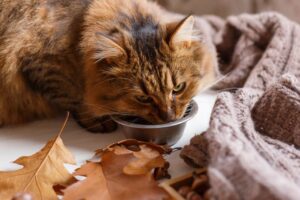 Kepentingan Kebersihan Air Minum Kucing dan Cara Mengurusnya
