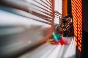 Kepentingan Kebersihan Mainan Kucing dan Cara Penjagaannya