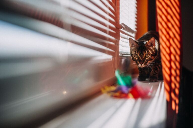 Kepentingan Kebersihan Mainan Kucing dan Cara Penjagaannya