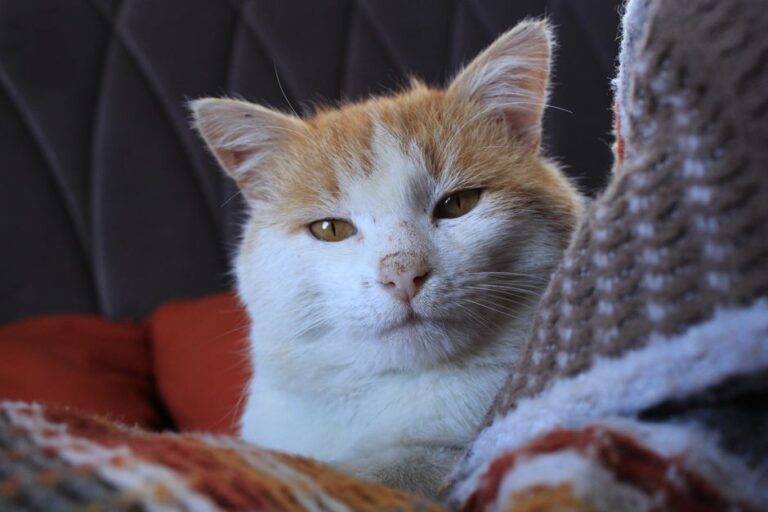 Keselesaan Haiwan Ketika Menggunakan Bulu Kucing: Punca dan Cara Atasi
