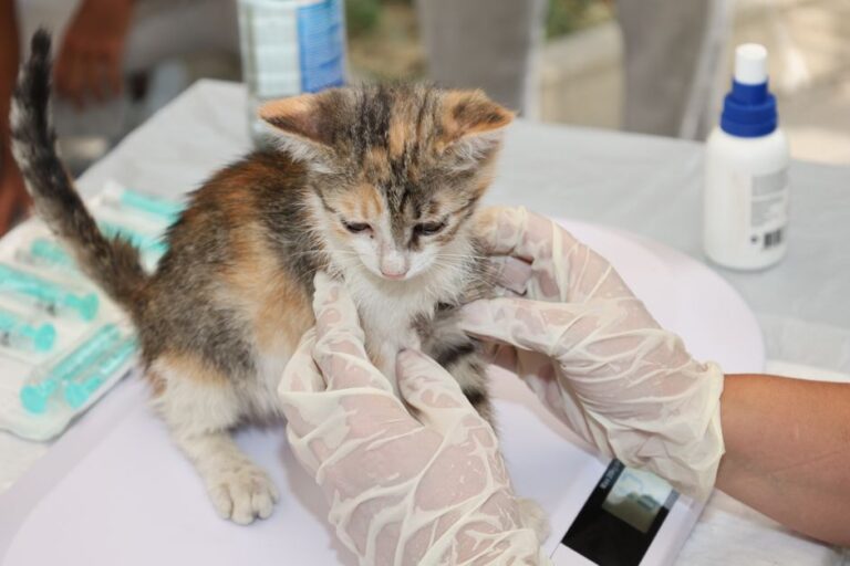 Kos Kucing Baru: Panduan Bajet dan Senarai Semak Persediaan Awal