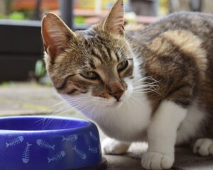 Memilih Makanan Kucing Terbaik: Panduan Nutrisi dan Jenis yang Sesuai