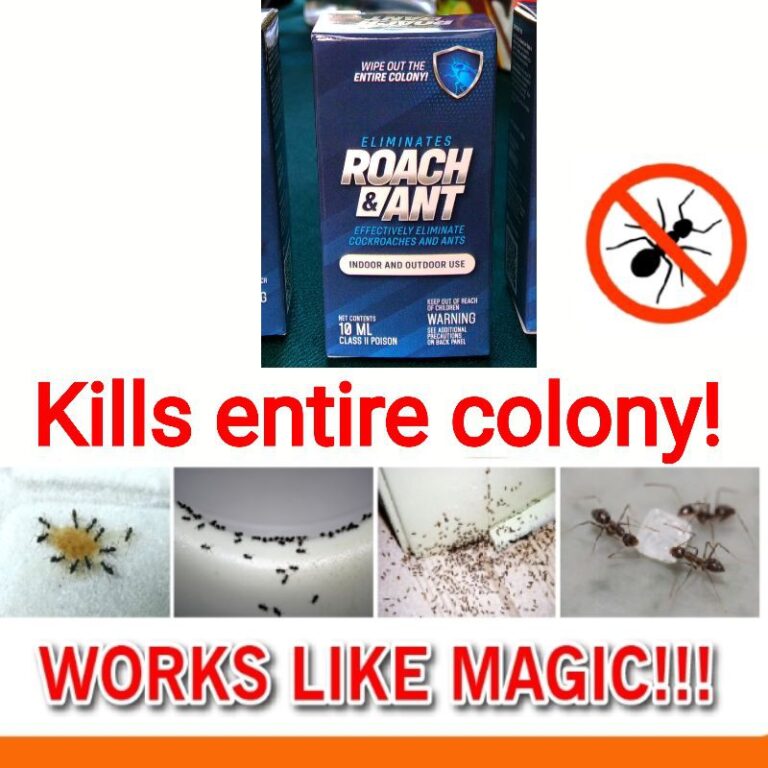 Original Roach dan Ant Umpan: Cara Berkesan Singkirkan Semut dan Lipas di Rumah