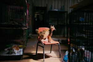 Panduan Mudah Pemeriksaan Sangkar Kucing untuk Kebersihan dan Keselesaan