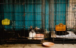 Panduan Pemilihan Sangkar Kucing yang Sesuai untuk Keperluan Harian