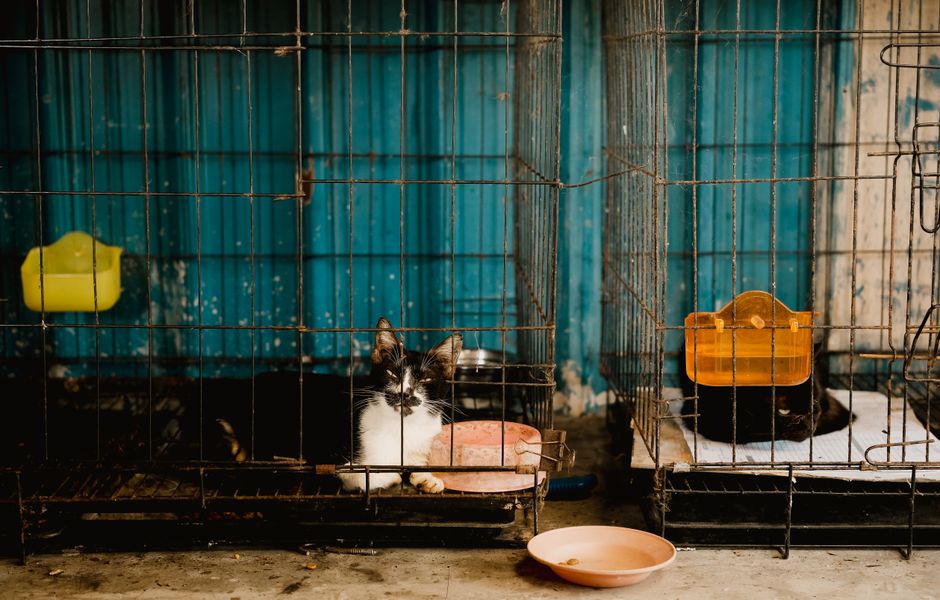 Panduan Pemilihan Sangkar Kucing yang Sesuai untuk Keperluan Harian