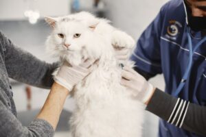 Panduan Praktikal Memeriksa Keadaan Bulu Kucing untuk Pemilik Haiwan Peliharaan