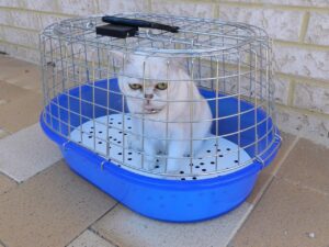 Panduan Praktikal Memilih Carrier Kucing yang Sesuai dan Selesa