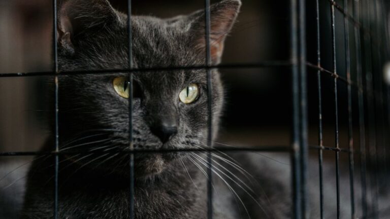 Panduan Praktikal Mengekalkan Kebersihan Sangkar Kucing di Rumah