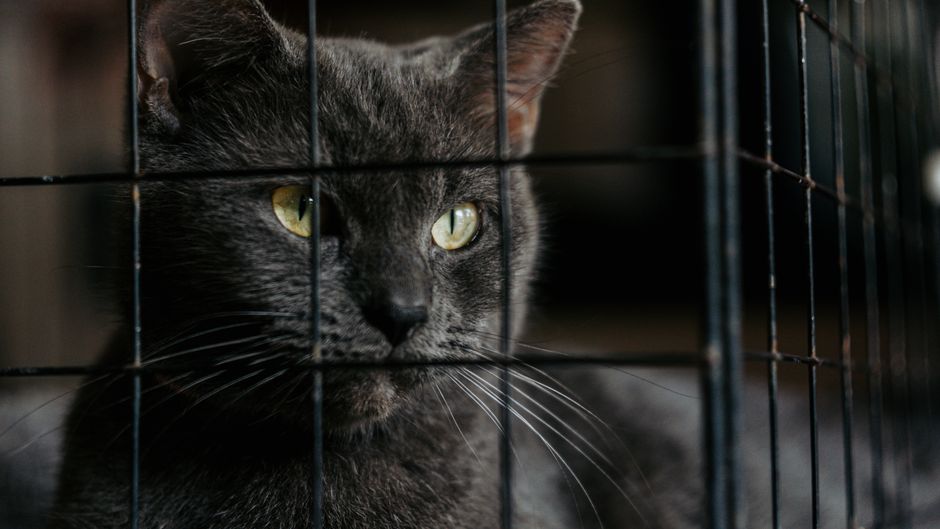 Panduan Praktikal Mengekalkan Kebersihan Sangkar Kucing di Rumah