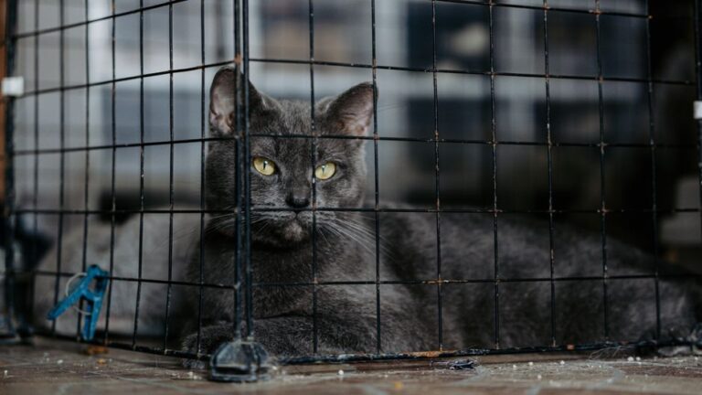 Panduan Praktikal Menjaga Keselesaan Kucing di dalam Sangkar