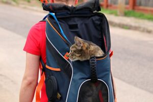Panduan Praktikal Penjagaan Carrier Kucing untuk Jangka Hayat Panjang