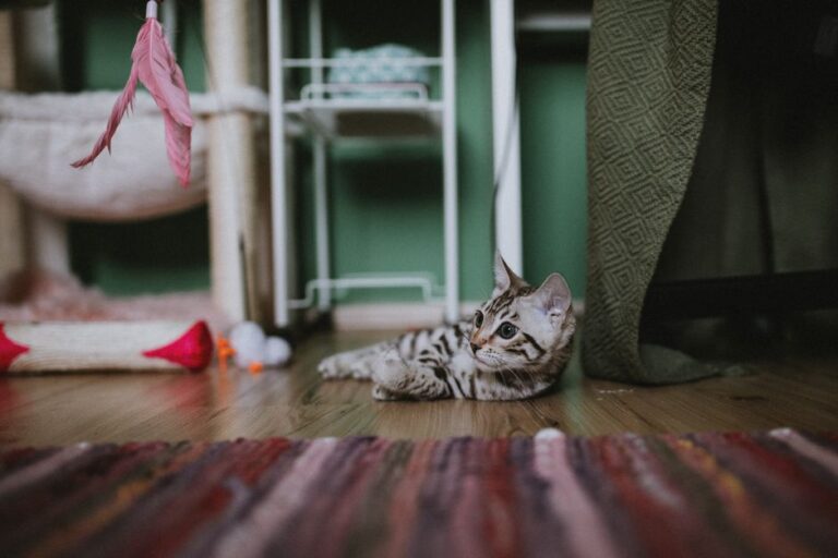 Panduan Praktikal Penjagaan Mainan Kucing untuk Kebersihan dan Keselamatan