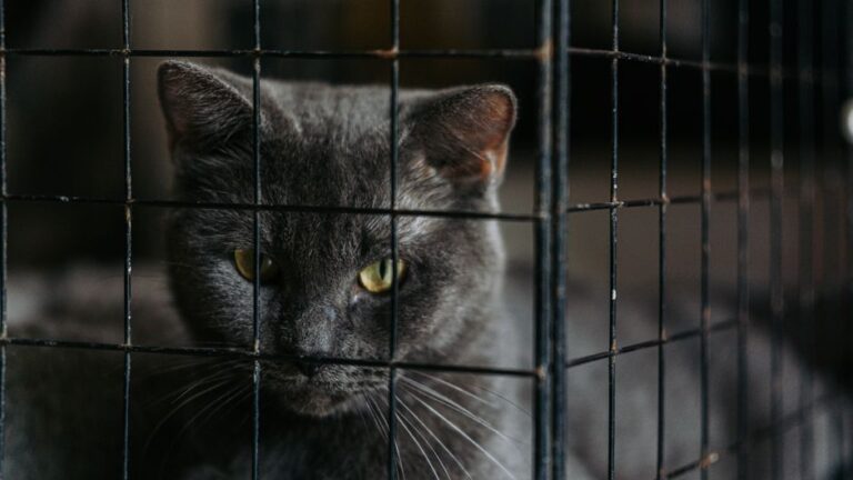 Panduan Praktikal Penyimpanan Sangkar Kucing di Rumah