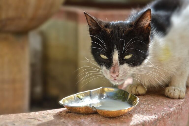 Punca Air Minum Kucing Cepat Kotor dan Cara Atasi dengan Berkesan