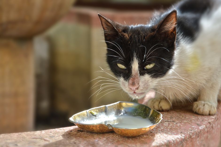 Punca Air Minum Kucing Cepat Kotor dan Cara Atasi dengan Berkesan