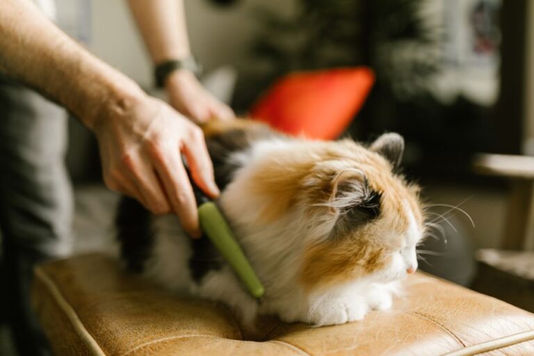 Punca Bulu Kucing Kusam dan Gugur serta Cara Atasi dengan Berkesan