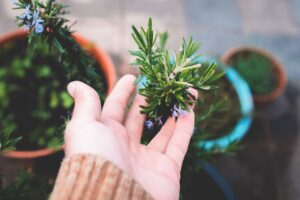Punca Pokok Rosemary Mati dalam Pasu dan Cara Atasi dengan Betul