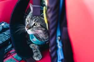 Tips Mengatasi Kucing Cemas dan Stress ketika Masuk Carrier