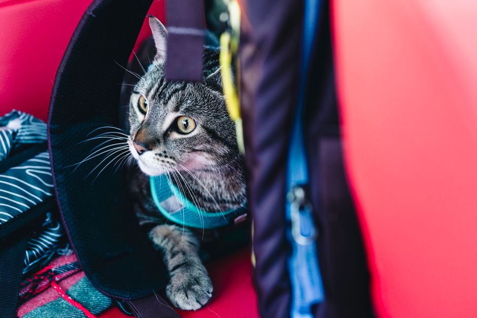 Tips Mengatasi Kucing Cemas dan Stress ketika Masuk Carrier
