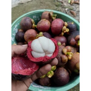 Buah Manggis 1.2KG: Apa yang Perlu Anda Tahu sebelum Beli
