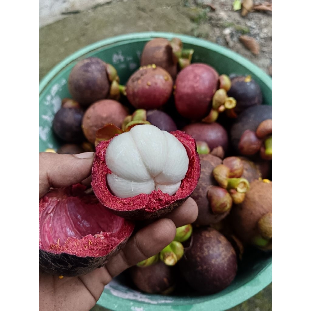 Buah Manggis 1.2KG: Apa yang Perlu Anda Tahu sebelum Beli