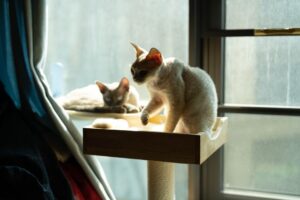 Cara Berkesan Hilangkan Kutu Kucing dan Lindungi Rumah Anda