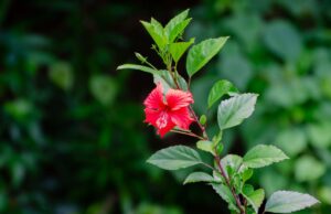 Cara Cantas Pokok Bunga Raya untuk Galak Cabang Baru dan Lebat Bunga