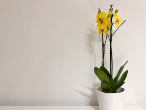 Cara Jaga Pokok Orkid di Rumah supaya Cepat Berbunga Lebat