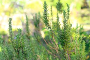 Cara Jaga Pokok Rosemary agar Subur dan Tidak Cepat Rosak