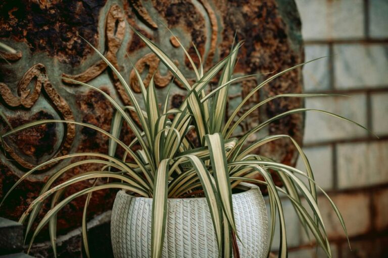 Cara Jaga Pokok Spider Plant di Rumah agar Subur dan Rimbun