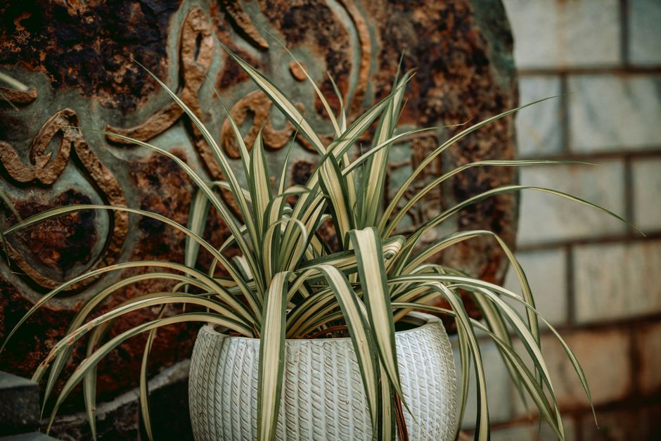 Cara Jaga Pokok Spider Plant di Rumah agar Subur dan Rimbun