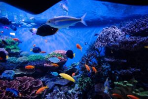 Cara Kawal Suhu Akuarium Ikan Hiasan supaya Sentiasa Stabil