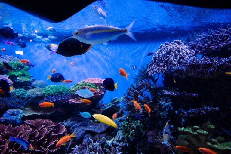 Cara Kawal Suhu Akuarium Ikan Hiasan supaya Sentiasa Stabil