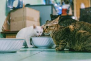 Cara Memilih Mangkuk Makanan Kucing yang Sesuai untuk Kesihatan Peliharaan